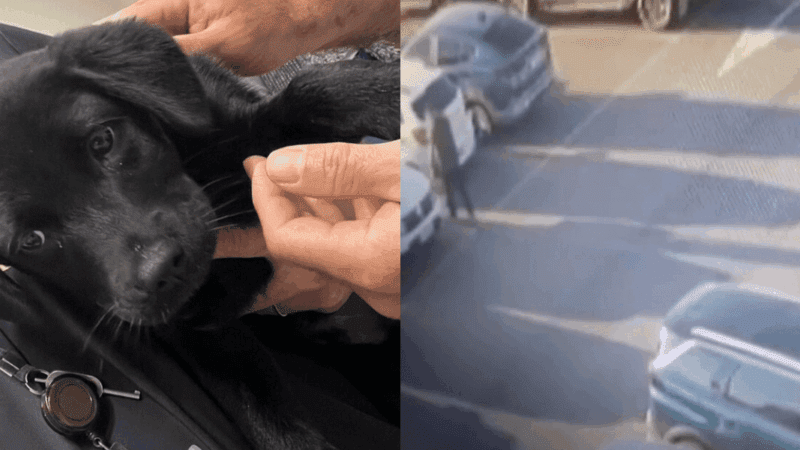 Para não perder o voo, homem abandona cachorrinho no Aeroporto de Florianópolis e acaba preso em Brasília