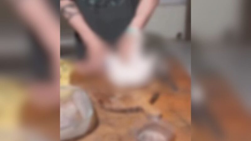 Homem é preso por matar e comer animais de rua em SC