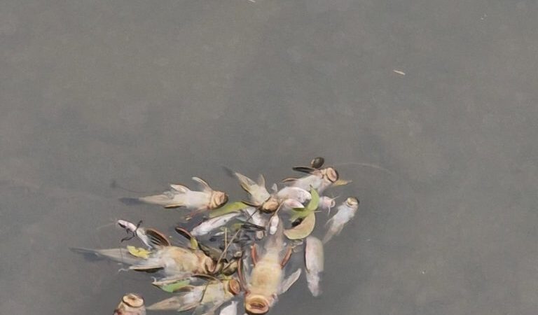 Fujama investiga contaminação que causou morte de peixes em ribeirão de Jaraguá do Sul