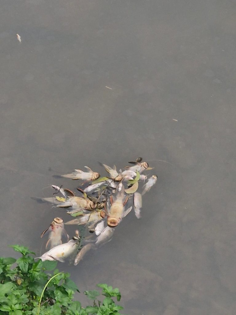 Fujama investiga contaminação que causou morte de peixes em ribeirão de Jaraguá do Sul