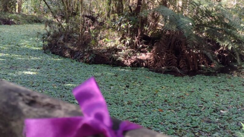 Agosto Lilás no Ecoparque