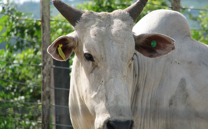 Criminosos cortam cerca em propriedade rural e animais escapam