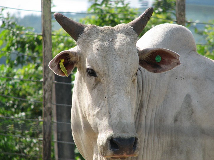 Criminosos cortam cerca em propriedade rural e animais escapam