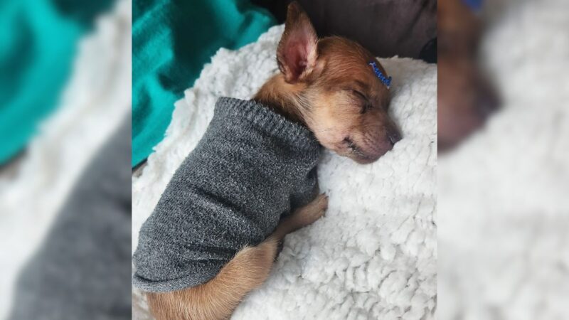 Casal que vendia cachorros na OLX é indiciado por maus-tratos após morte de filhote em SC