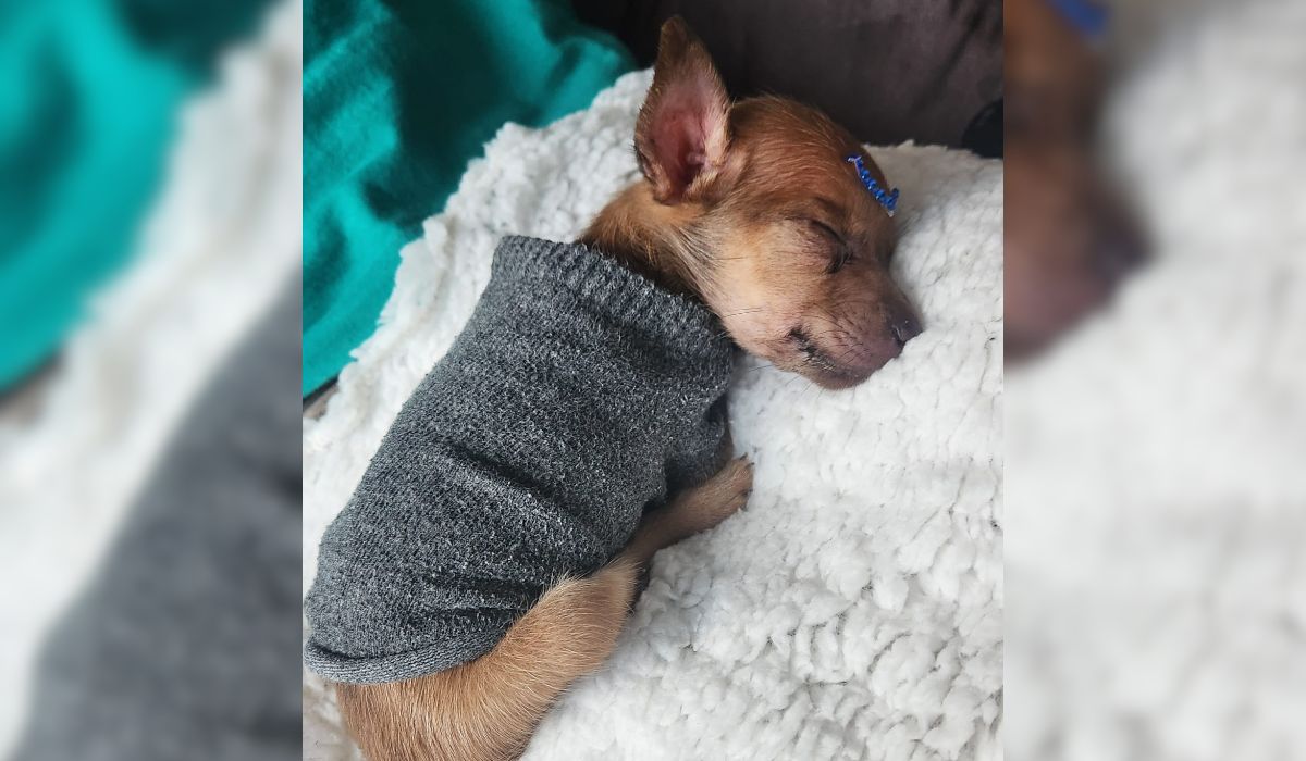 Casal que vendia cachorros na OLX é indiciado por maus-tratos após morte de filhote em SC