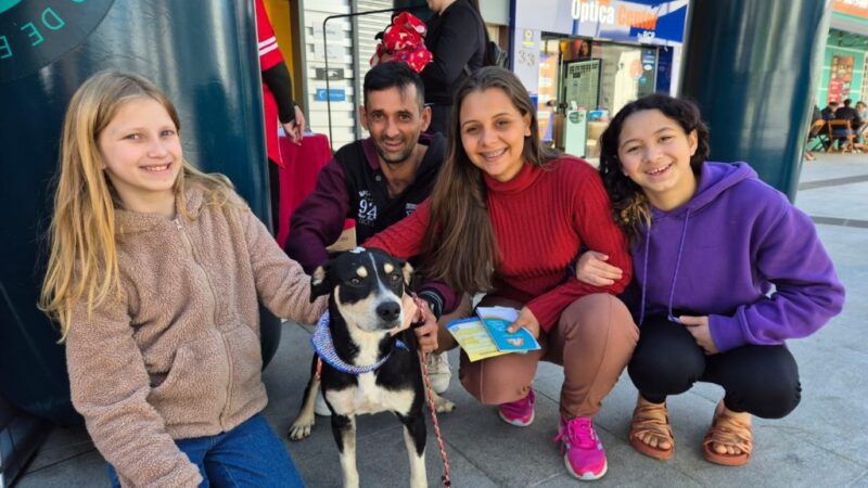 Cães e gatos ganham novo lar por meio de feira de adoção em Jaraguá do Sul