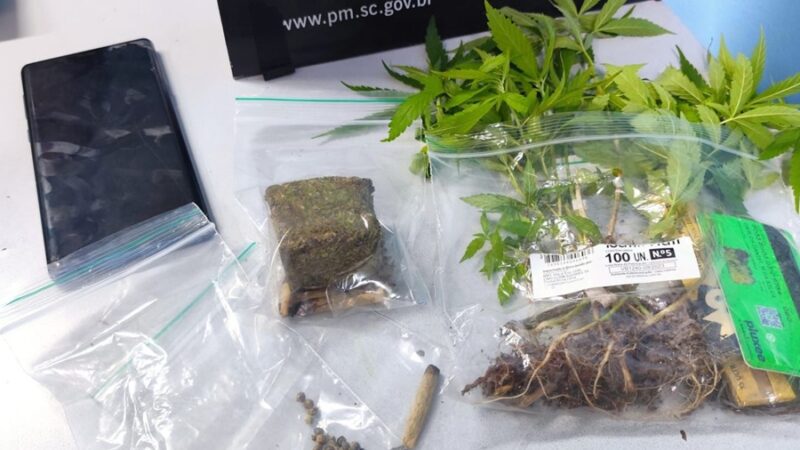 Mãe autoriza ação da PM e filho é flagrado com plantação de maconha em Jaraguá do Sul