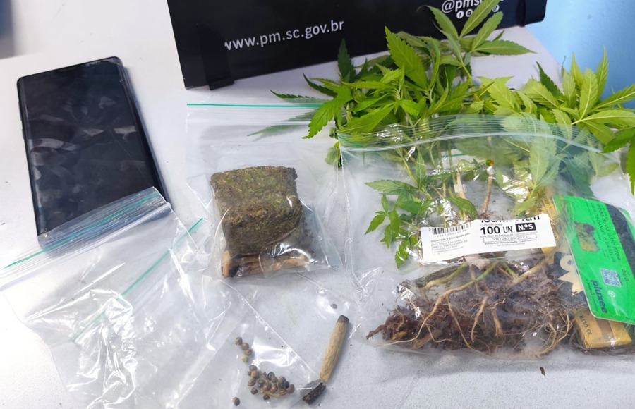 Mãe autoriza ação da PM e filho é flagrado com plantação de maconha em Jaraguá do Sul