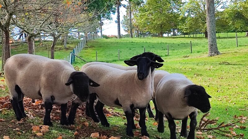 Prefeitura de Campo Alegre Realiza Exames OPG Gratuitos em Ovinos