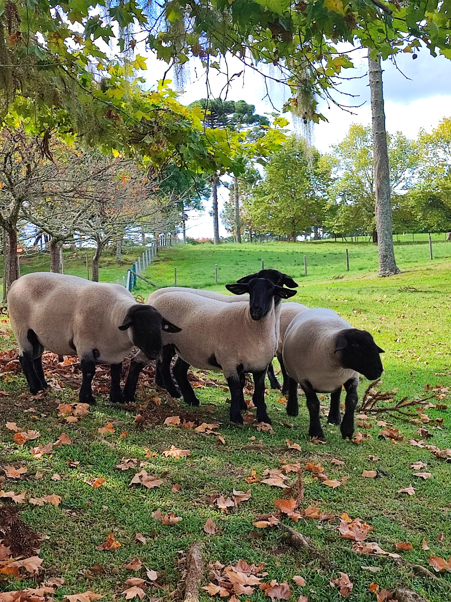 Prefeitura de Campo Alegre Realiza Exames OPG Gratuitos em Ovinos
