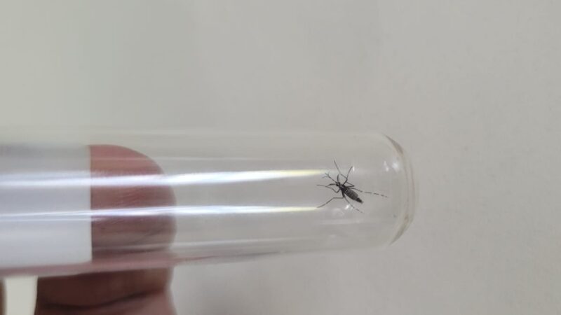 São Bento do Sul registra redução de focos do mosquito da dengue em 2025