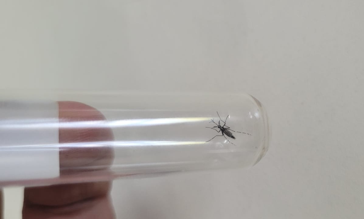 São Bento do Sul registra redução de focos do mosquito da dengue em 2025