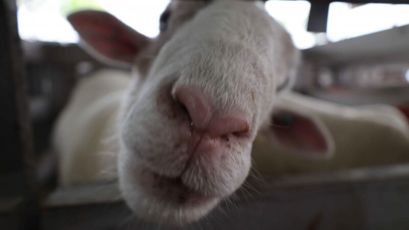 Sebrae/SC fortalece a cadeia da ovinocaprinocultura durante a Efapi do Brasil