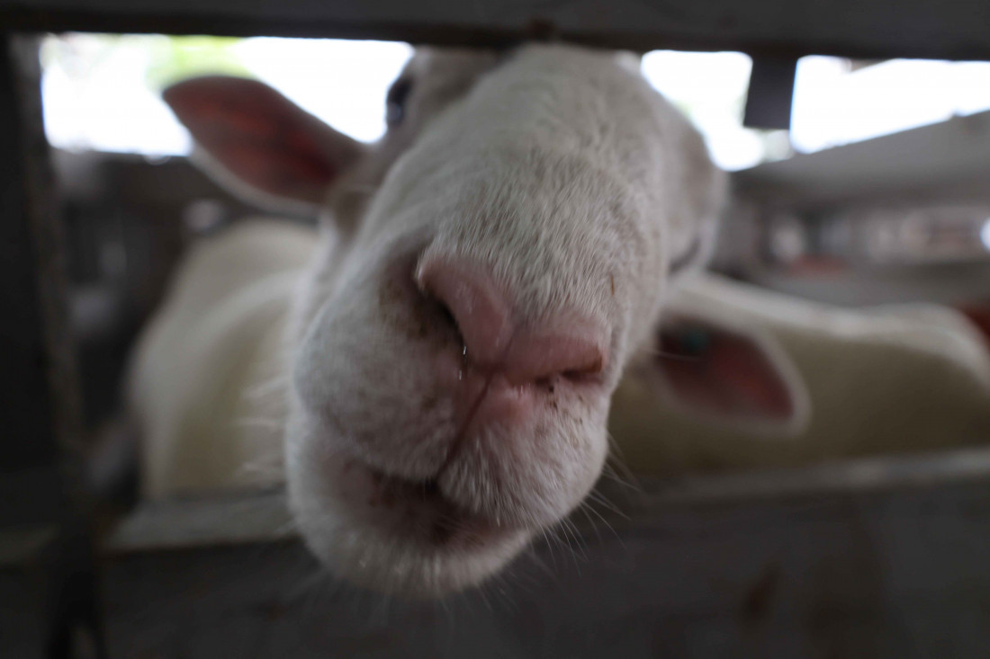 Sebrae/SC fortalece a cadeia da ovinocaprinocultura durante a Efapi do Brasil