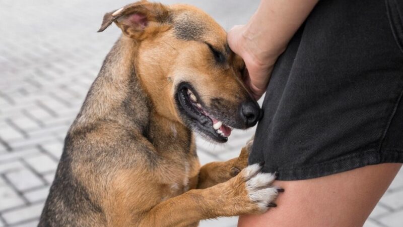 Cães em situação de maus-tratos são resgatados por Polícia Militar e Proteção Animal