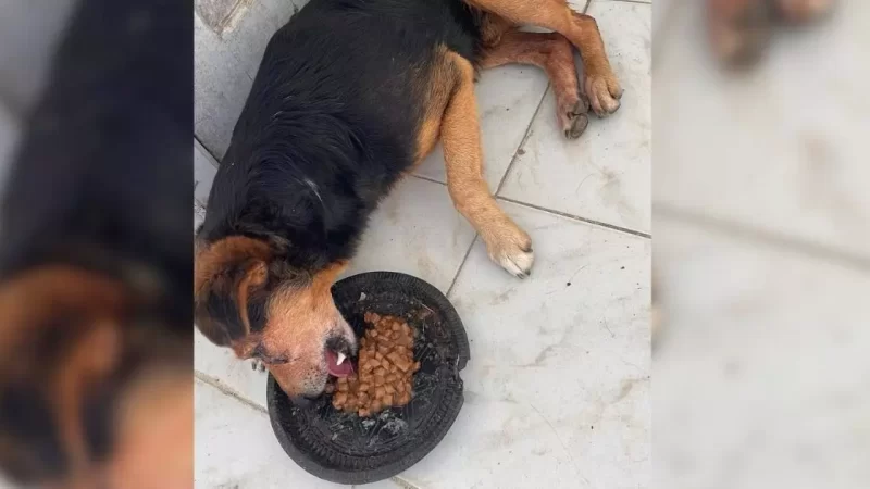 “Ânus todo machucado”: veterinária se indigna ao atender cãozinho vítima de abuso em SC