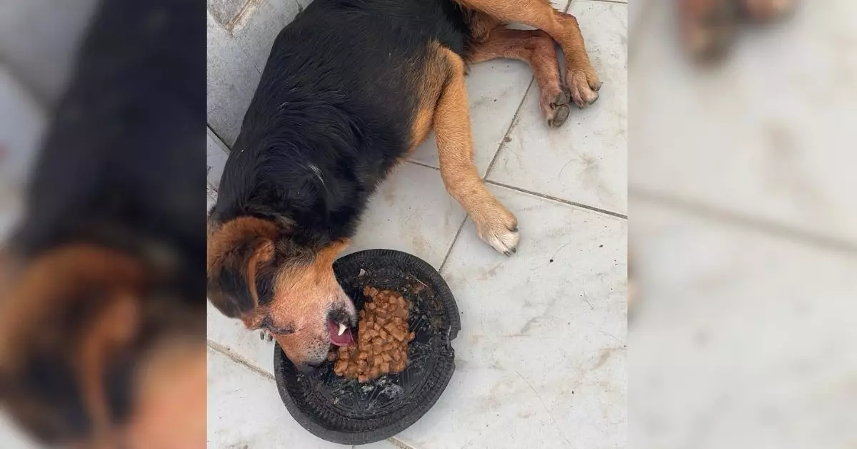 “Ânus todo machucado”: veterinária se indigna ao atender cãozinho vítima de abuso em SC
