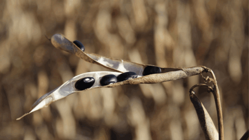 Canoinhas deve alcançar 40 mil hectares cultivados em 2025