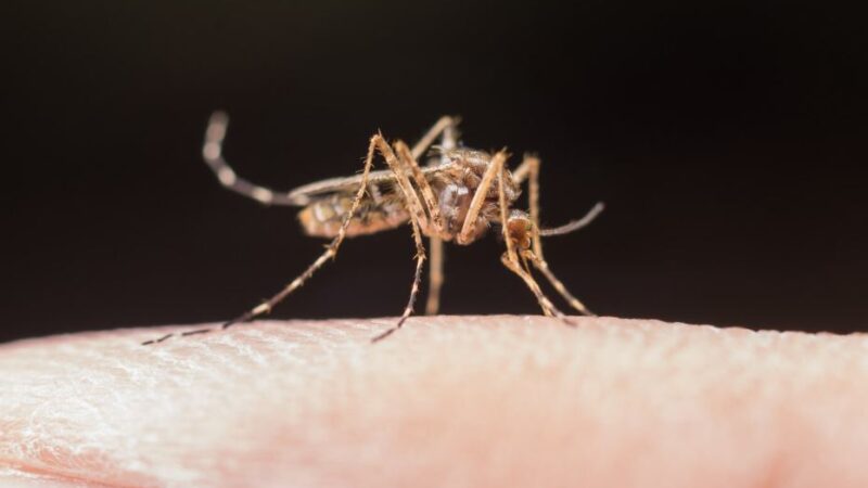 Casos de dengue em Santa Catarina aumentam 230% em setembro