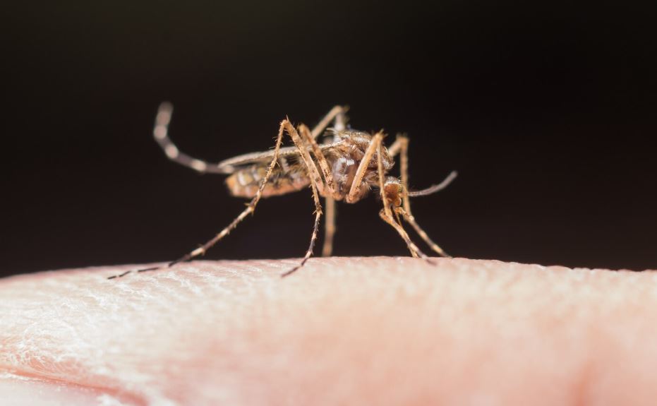 Casos de dengue em Santa Catarina aumentam 230% em setembro