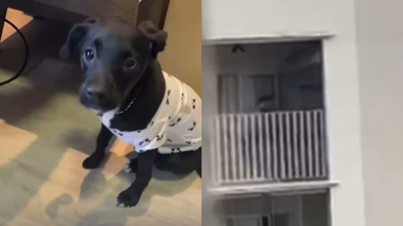 Homem é preso por agredir cachorrinha em sacada de apartamento em SC