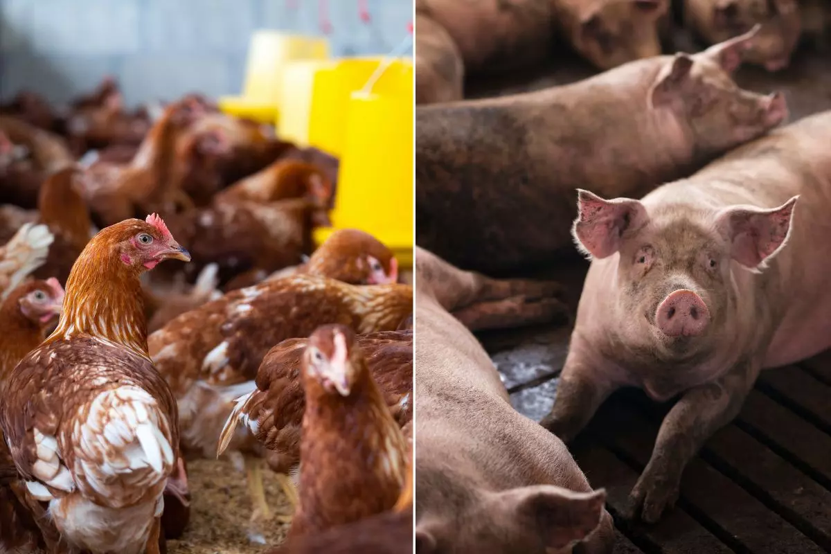Santa Catarina bate recorde histórico de exportações de carnes: ‘Mais de 150 países’