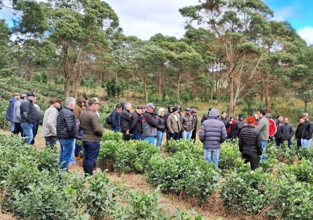 Campo Alegre sedia Dia de Campo sobre boas práticas na produção de erva-mate