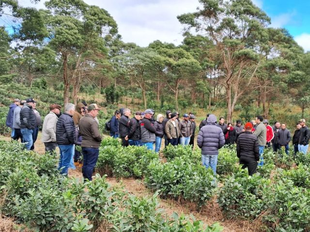 Campo Alegre sedia Dia de Campo sobre boas práticas na produção de erva-mate
