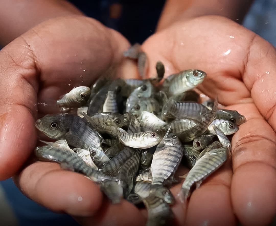 Prefeitura de São Bento do Sul inicia encomenda de alevinos para produtores rurais