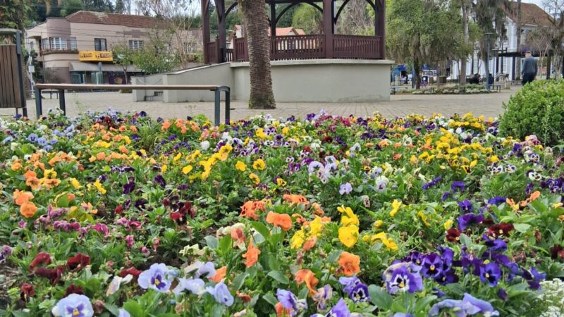 Beleza que floresce com cuidado: conheça o Horto Municipal, berço das flores que enfeitam a cidade