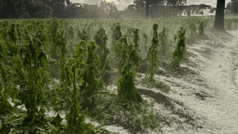 Secretaria de Desenvolvimento Rural divulga levantamento inicial de perdas após granizo no Salto d’Água Verde