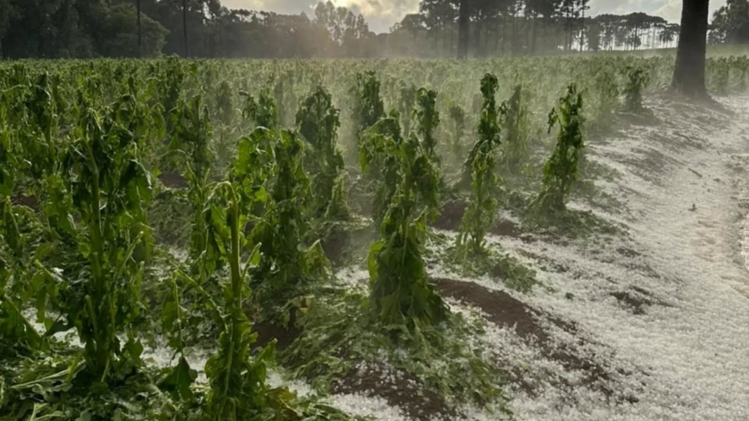 Secretaria de Desenvolvimento Rural divulga levantamento inicial de perdas após granizo no Salto d’Água Verde