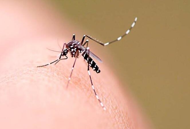 Anvisa aprova registro de vacina 100% nacional contra dengue