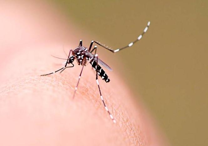 Anvisa aprova registro de vacina 100% nacional contra dengue