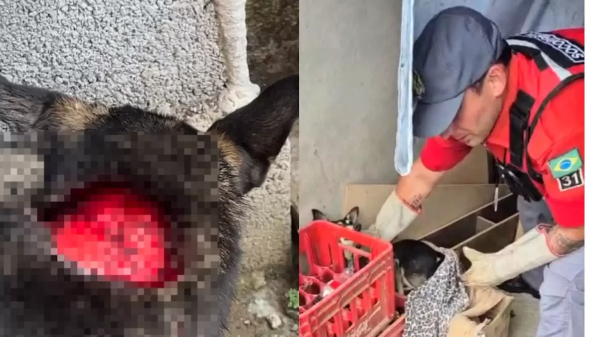 Cachorro tem pescoço aberto com faca e revolta moradores em SC