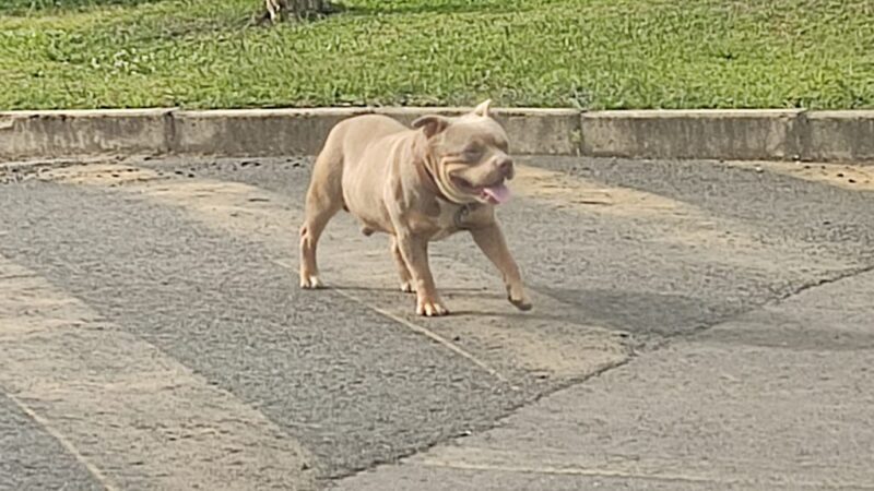 Utilidade Pública: Moradores relatam presença de pitbull solto em rua de Papanduva
