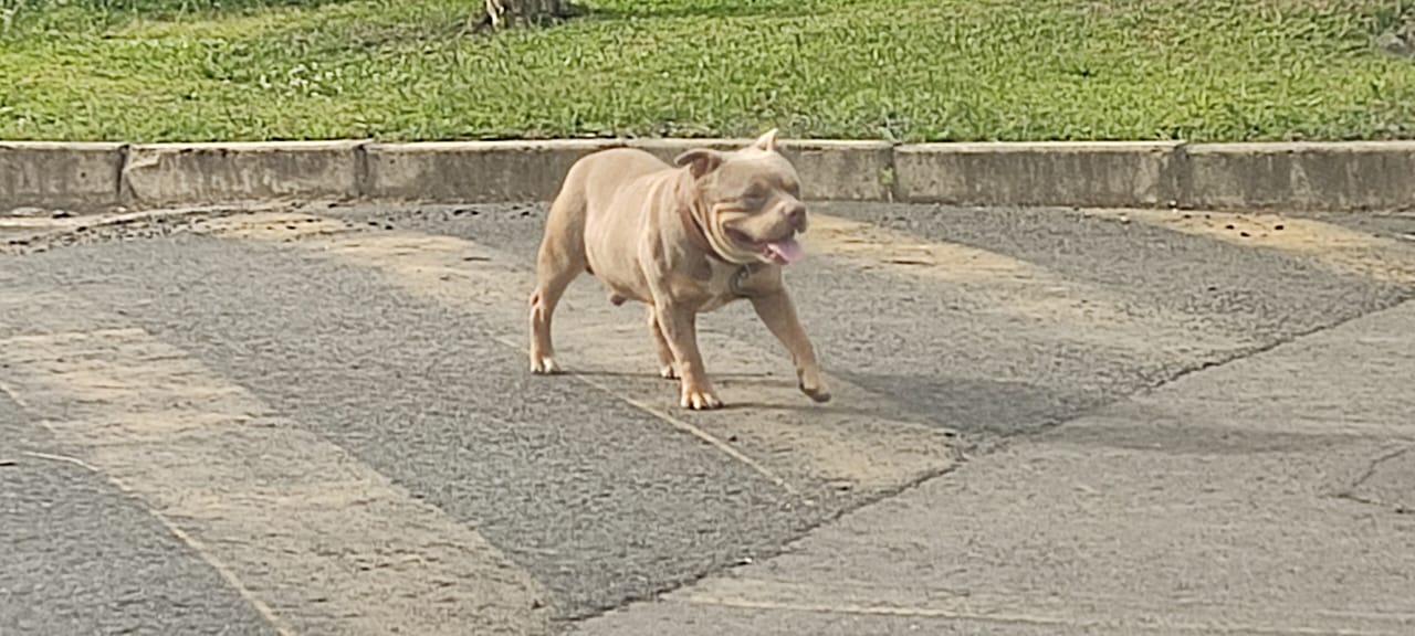 Utilidade Pública: Moradores relatam presença de pitbull solto em rua de Papanduva