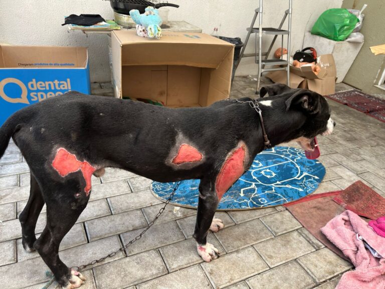 Polícia Civil prende homem em flagrante por maus-tratos a cão em Santa Catarina