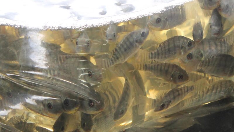 Encomendas de alevinos seguem abertas até sexta-feira em São Bento do Sul