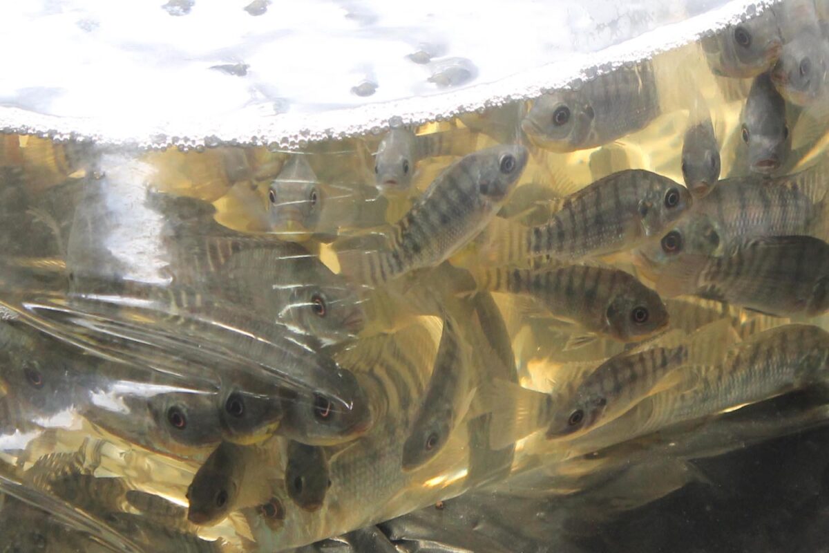 Encomendas de alevinos seguem abertas até sexta-feira em São Bento do Sul