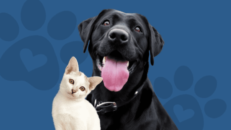 Canoinhas promove ação especial do Dezembro Verde para conscientizar sobre o abandono de animais