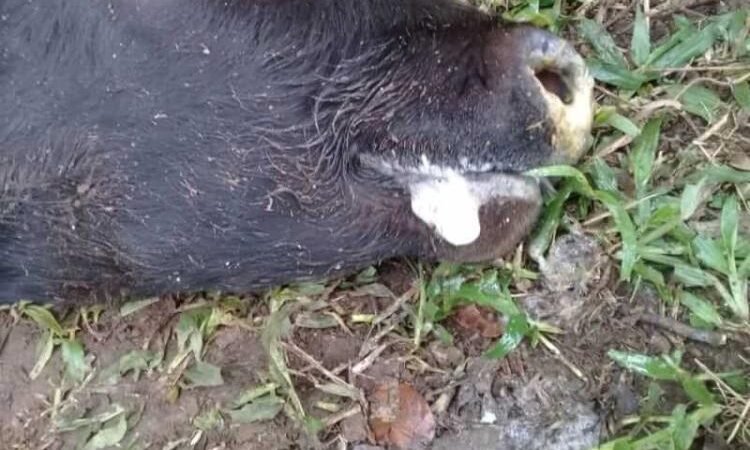 Detectado caso de raiva animal em São Bento do Sul; Vigilância emite alerta à população