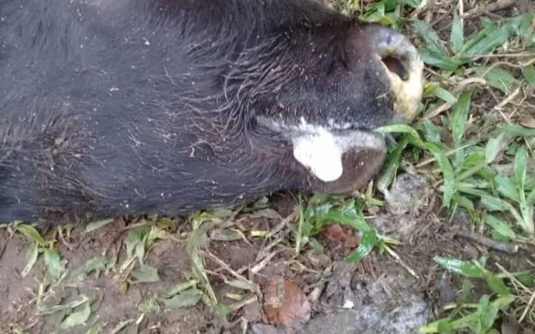 Detectado caso de raiva animal em São Bento do Sul; Vigilância emite alerta à população