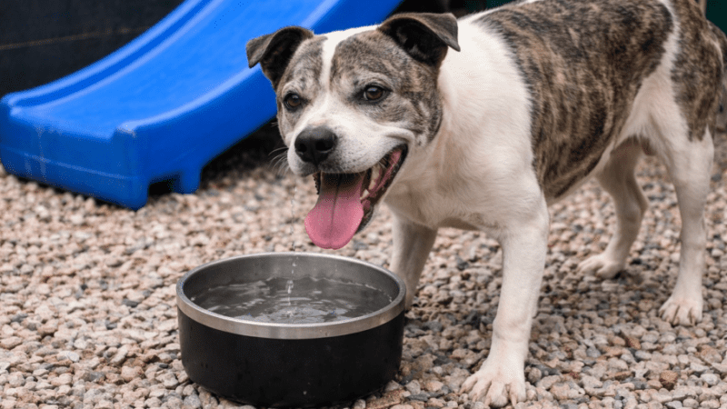 Governo de Canoinhas reforça orientações para cuidados com pets durante o verão