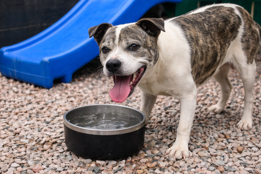 Governo de Canoinhas reforça orientações para cuidados com pets durante o verão