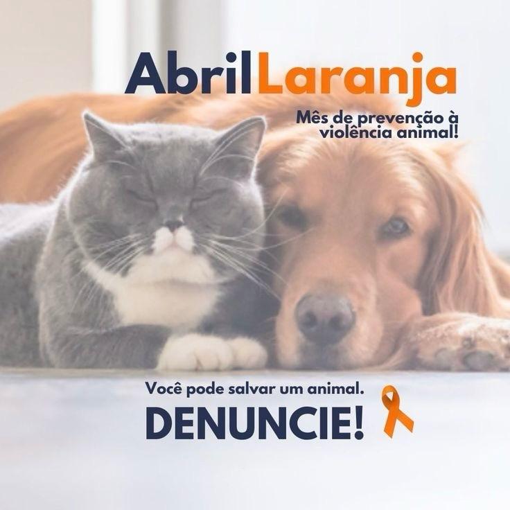 Abril Laranja: Conscientização contra a crueldade animal reforça a importância do bem-estar 