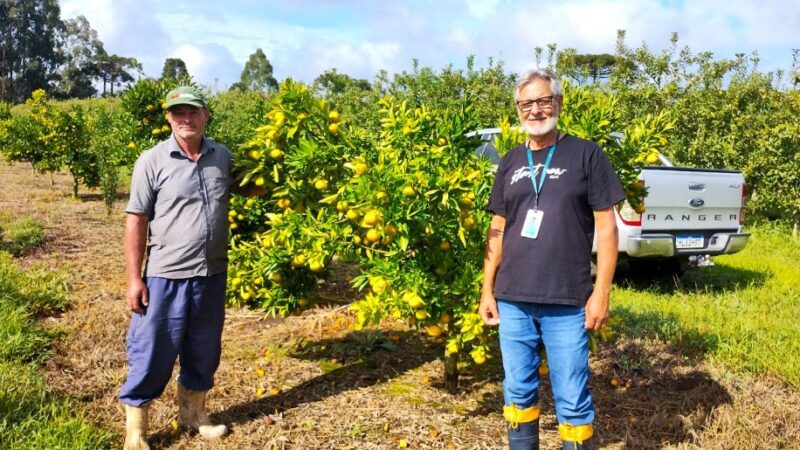 PROJETO CITROS EM SANTA CATARINA, JÁ APRESENTA PRIMEIROS RESULTADOS EM MONTE CASTELO