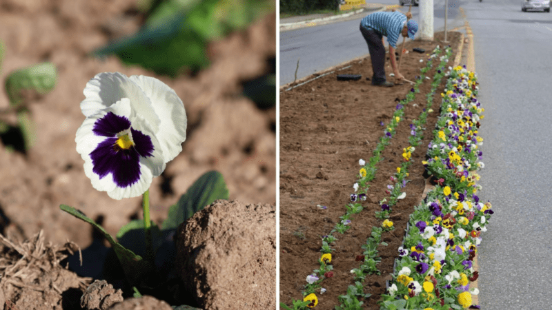 Canoinhas inicia plantio de flores de inverno e reforça cuidado com espaços públicos