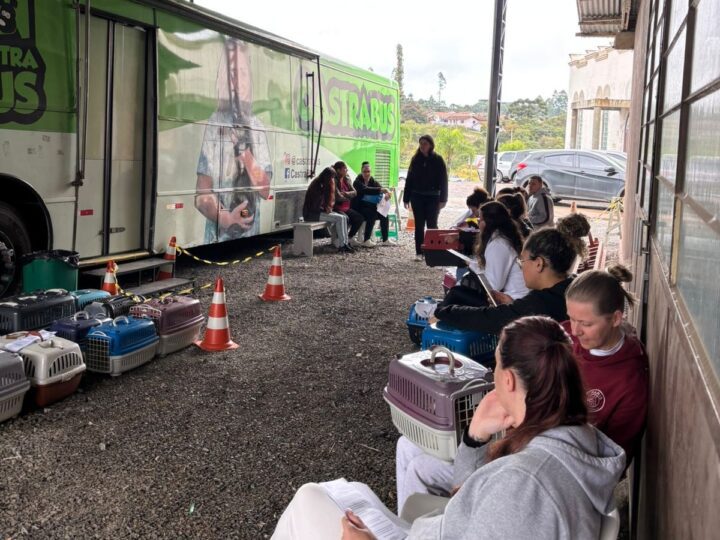 Programa Pet Levado a Sério abre inscrições para mutirão com 300 castrações em Serra Alta e região