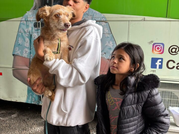 Programa Pet Levado a Sério realiza 379 castrações e abre inscrições para novo mutirão em junho